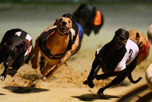 How To Bet On Greyhound Racing